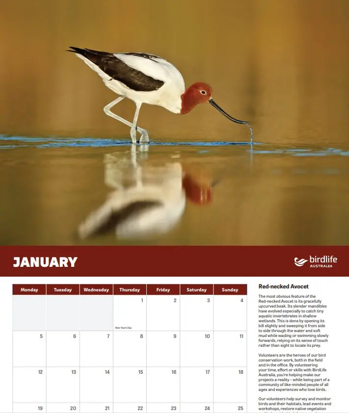 2026 BirdLife Australia Calendar - Image 3