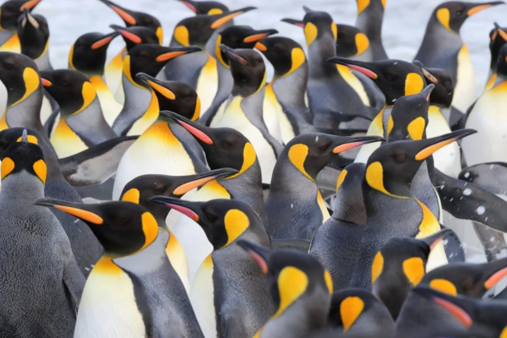 A cropped view of a King Penguin colony.