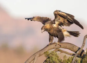 To the right of the frame, a Wedge-tailed Eagle is perched on a curved branch with wings outstretched against a blurred pastel background.