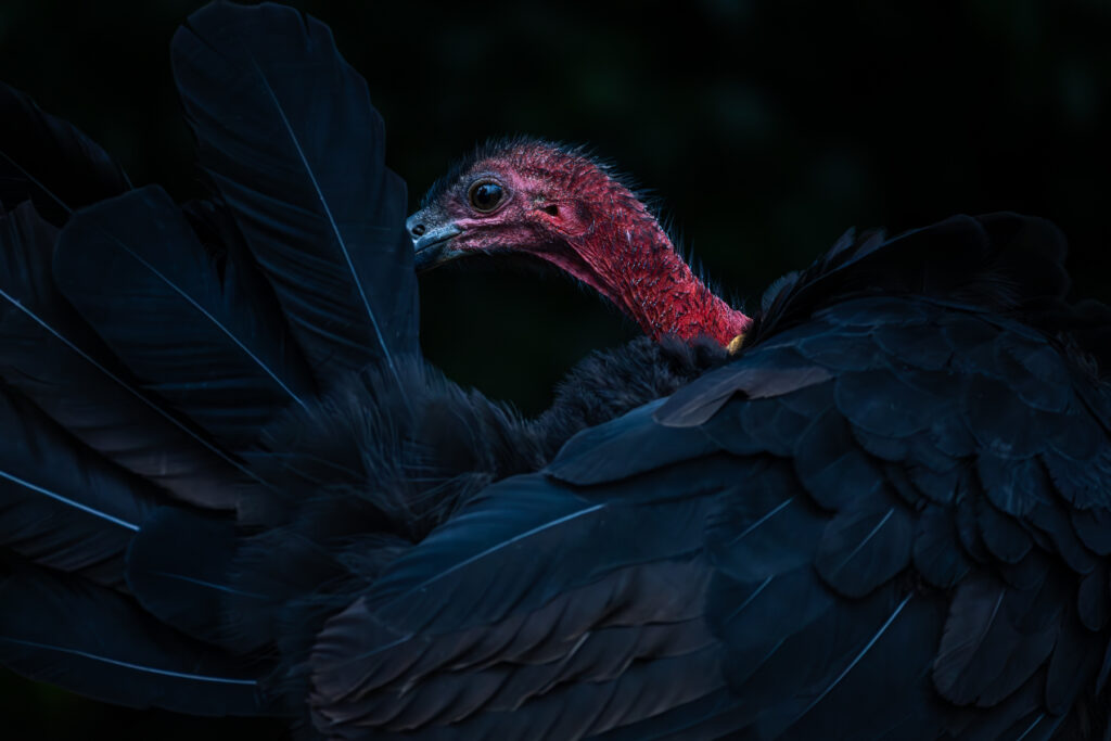 A portrait of an Australian Brush-turkey preening its tail feathers. The bright red skin of its head and neck is in stark contrast to its black feathers and the black background.