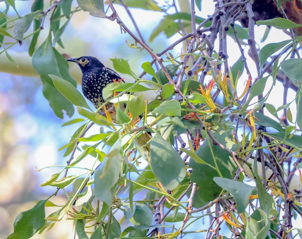 To the left of the frame, a black and gold Regent Honeyeater is perched among the dense vegetation of a mistletoe plant.