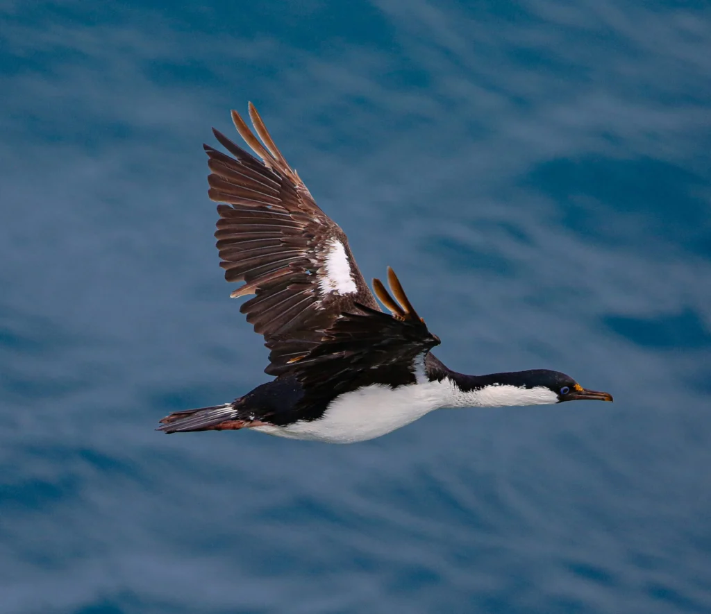 A black and white cormorant flies low over the dark surface of the water.