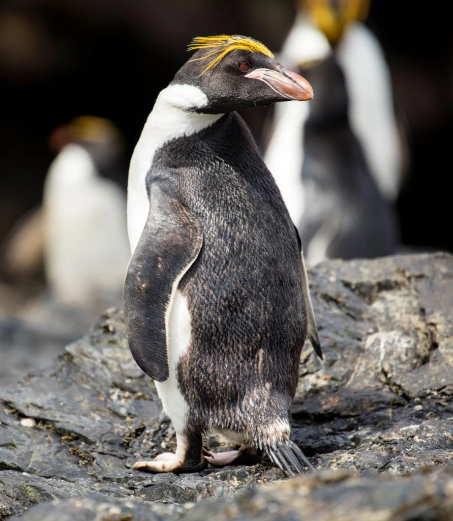 A black and white Macaroni Penguin with a bright yellow crest is perched on a rock, facing backwards. Other blurred birds can be seen in the background.