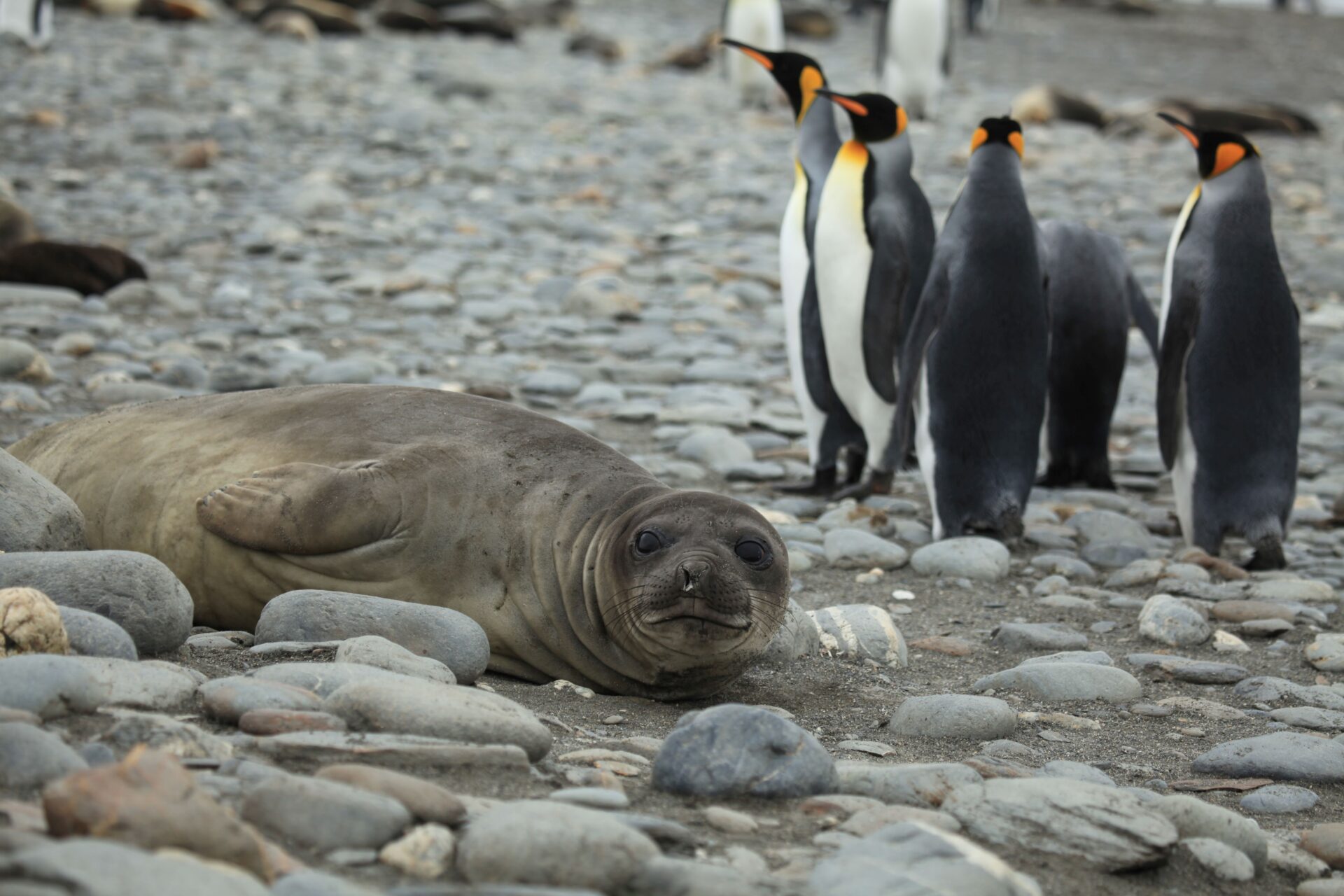 To the left of the frame, a large Southern Elephant Seal is lying on the rocky shore, looking directly at the camera. To its right, King Penguins keep watch.