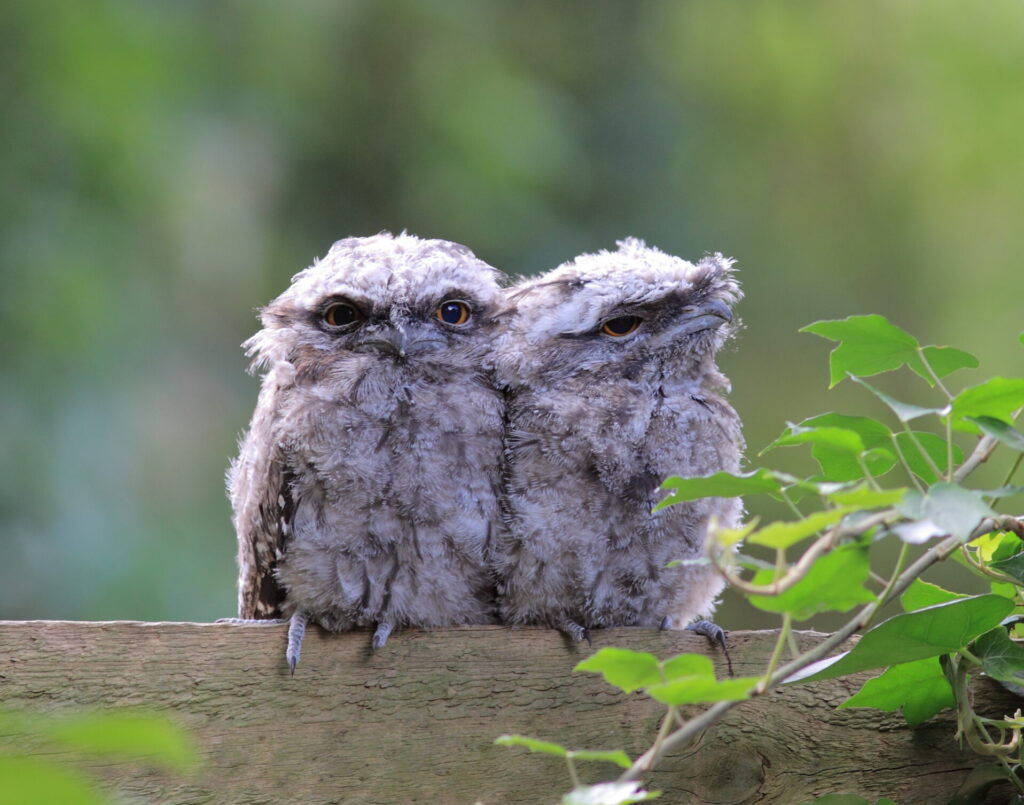 Tawny Frogmouths sitting on a fence one looking directly at the camera