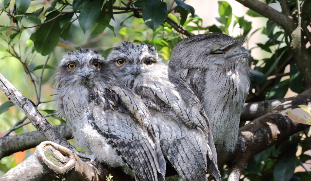 Tawny Frogmouths sitting on a branch