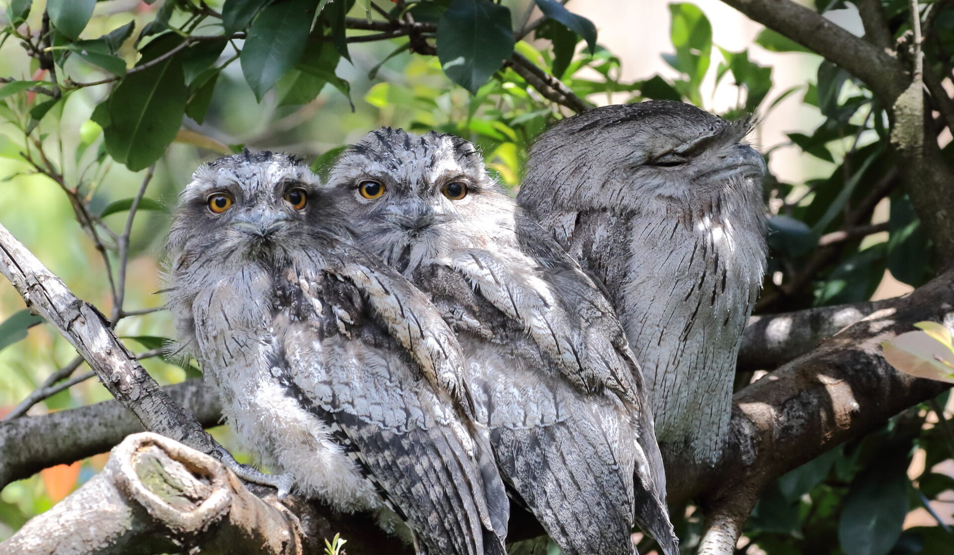 Tawny Frogmouths sitting on a branch