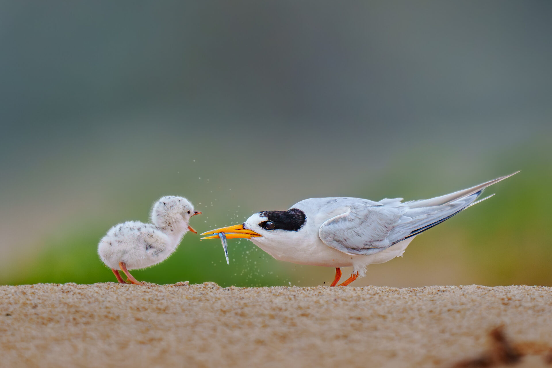To the right of the frame, a black and white adult Australian Fairy Tern is hunched low to the sand, offering a small fish to its hungry chick against a blurred green background.
