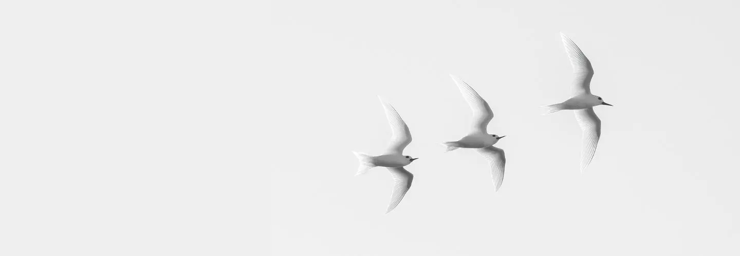 To the right of the frame, three White Terns fly in perfect symmetry against a white background.