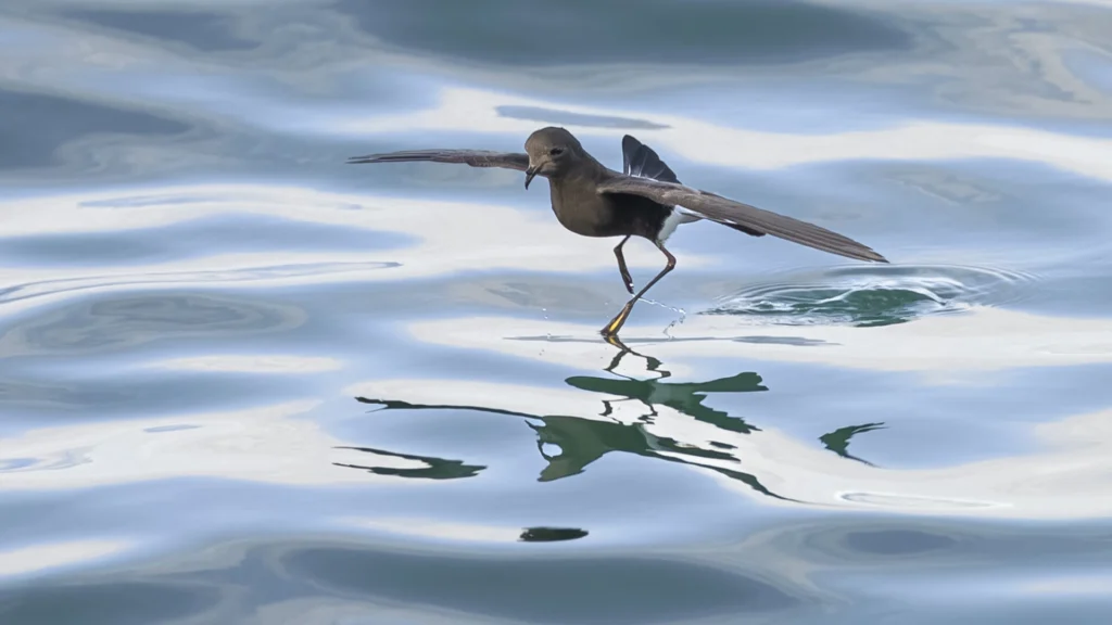 A Wilson’s Storm-Petrel appears to dance over the surface of the water, wings and feet extended.