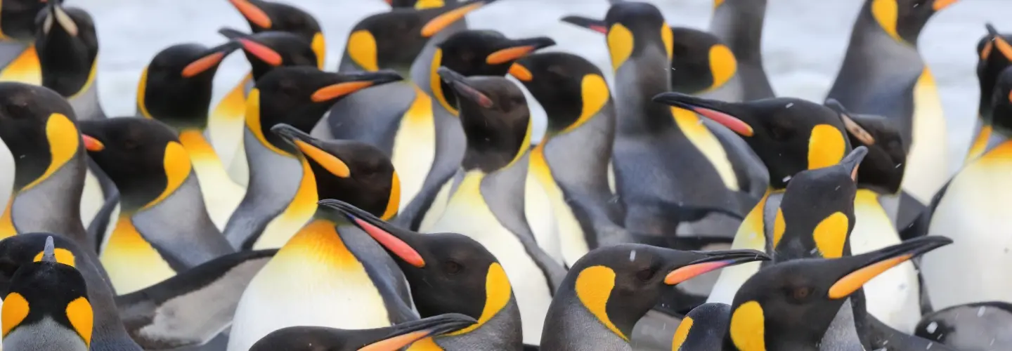 A cropped view of a King Penguin colony.