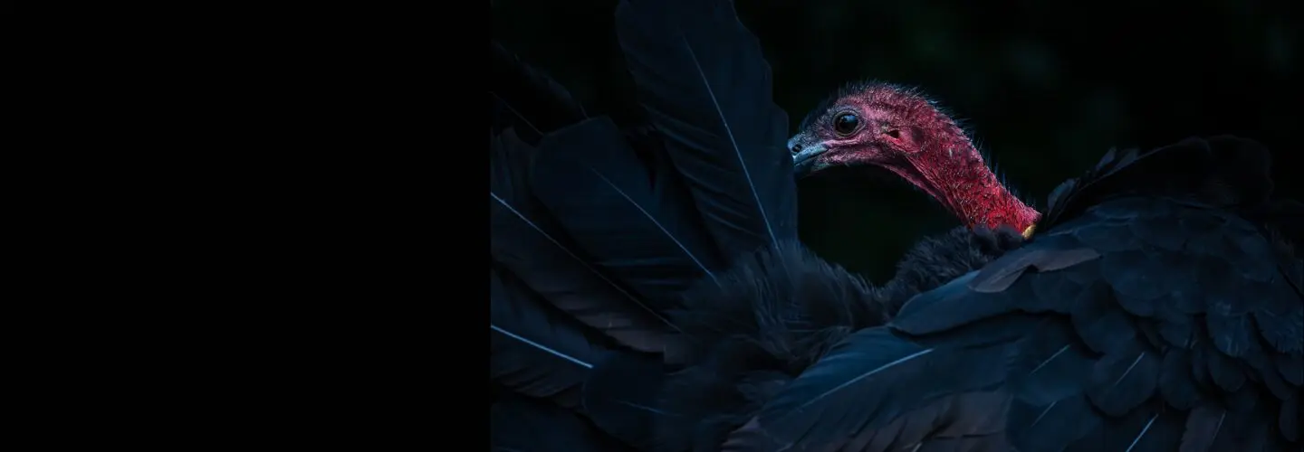 To the right of the frame, an Australian Brush-turkey preens its tail feathers. The bright red skin of its head and neck is in stark contrast to its black feathers and the black background.