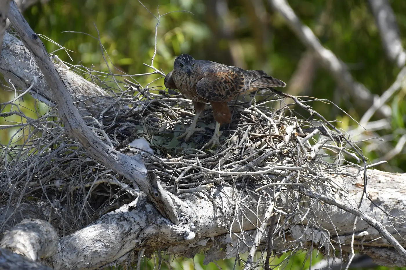 Seeing Red: Finding the Red Goshawk - BirdLife Australia