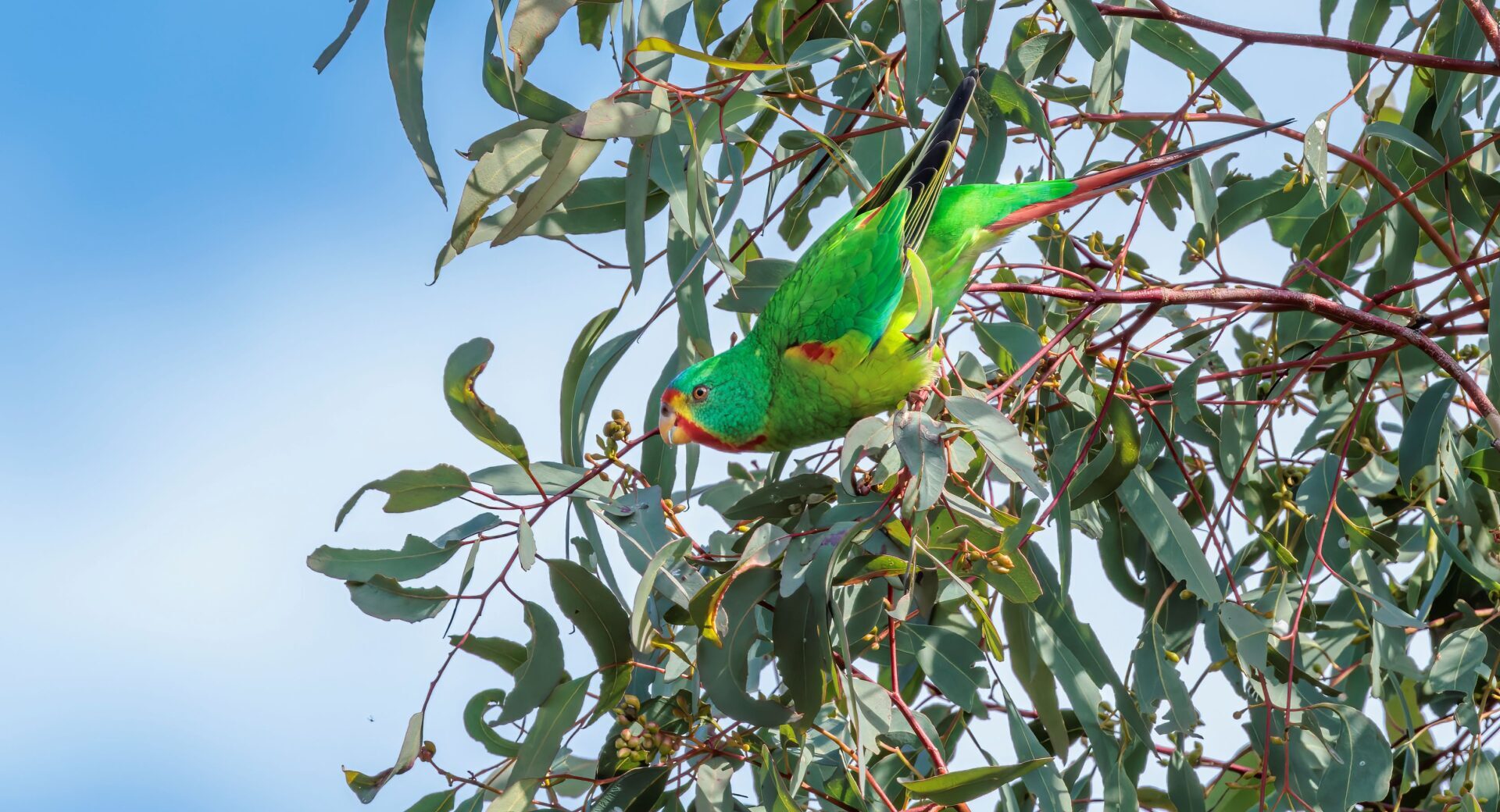 In the centre of the frame, a brightly-coloured Swift Parrot is perched on the end of a eucalypt branch, facing to the left of the screen against a pale blue sky background.