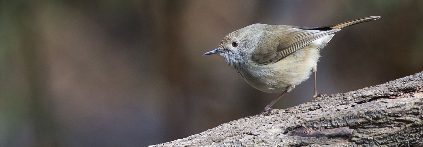 A King Island Brown Thornbill standing atop a tree branch. The bird is looking to the left