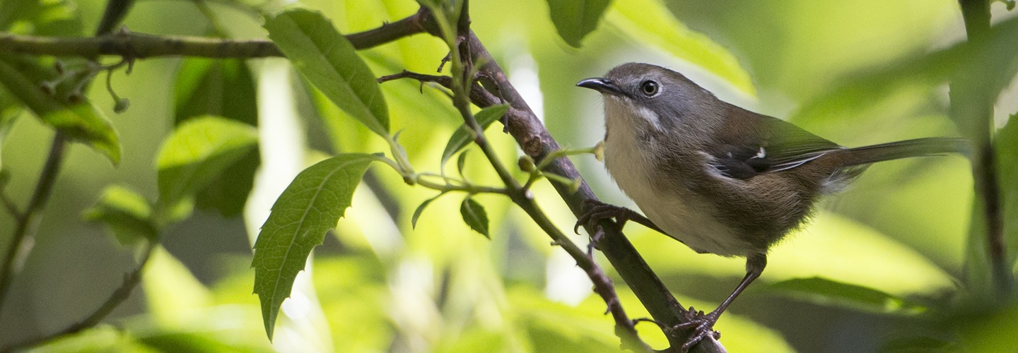 A King Island Scrubtit perched on a branch amongst leafy green foliage