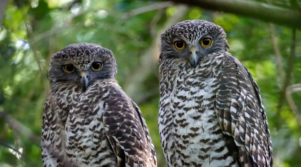 Powerful Owls by Lucy Parker Paul