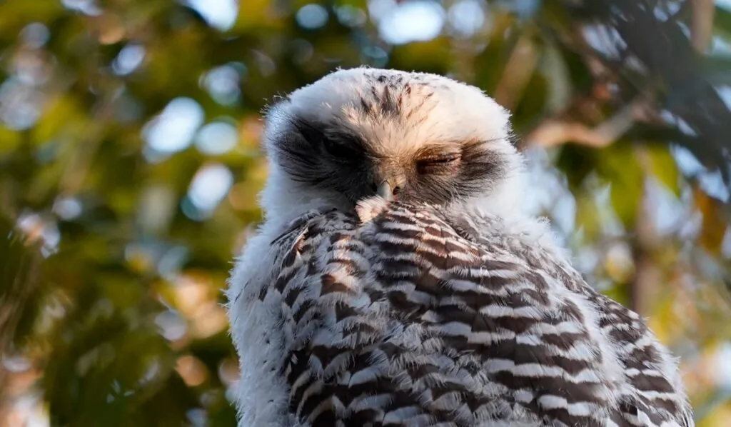Powerful Owlet