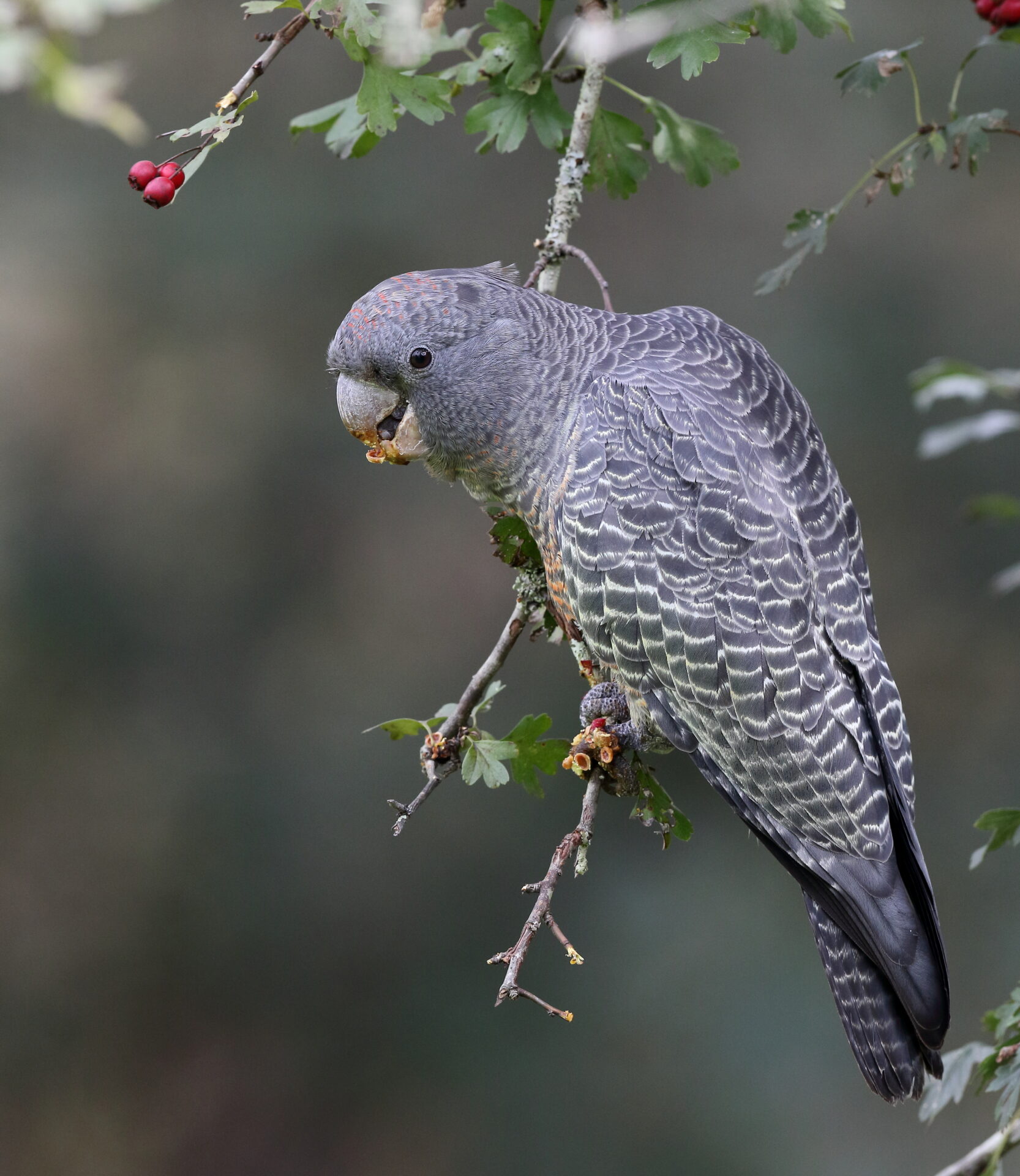 Gang-gang Cockatoo by Andrew Silcocks