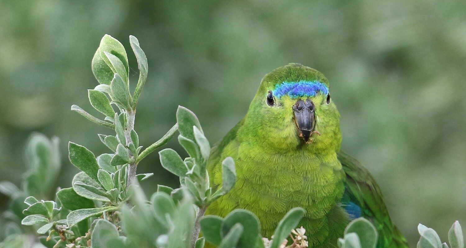 Close up of Orange-bellied Parrot with blue crown