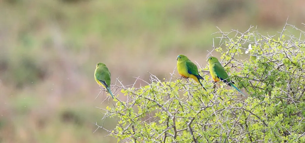 Orange-bellied Parrots perched on scrub