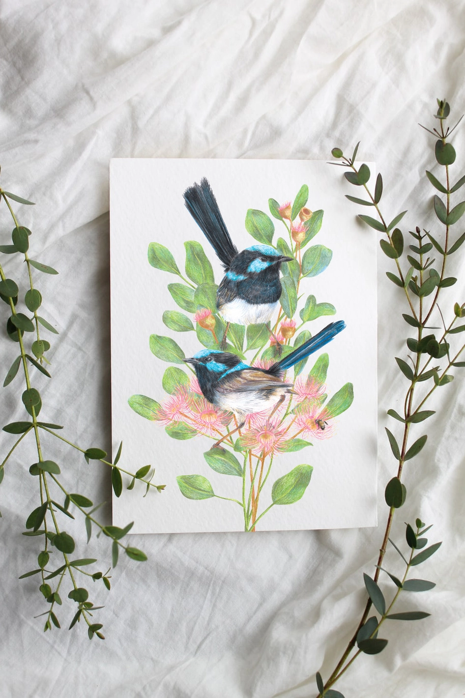 Superb Fairy-wren Art Print by Australian artist Kayla Raey.