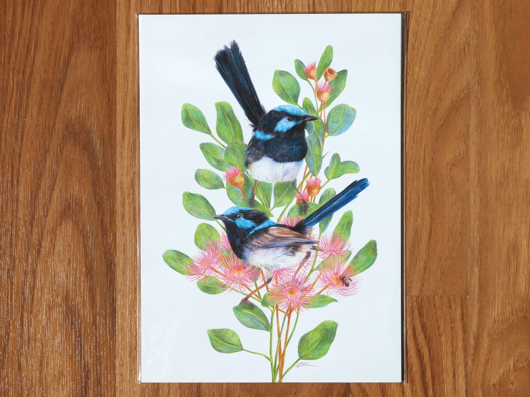 Superb Fairy-wren Art Print by Australian artist Kayla Raey.