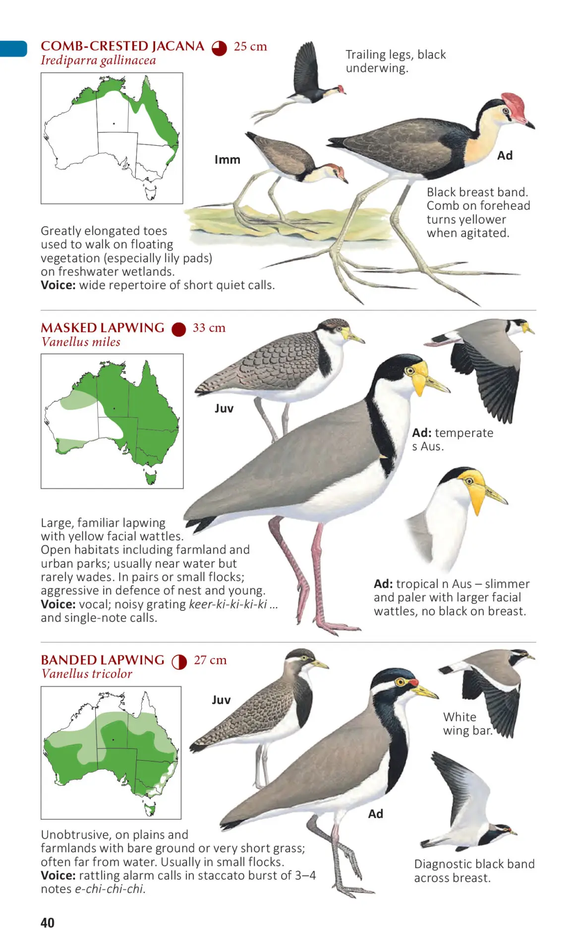 The Compact Australian Bird Guide inside spread