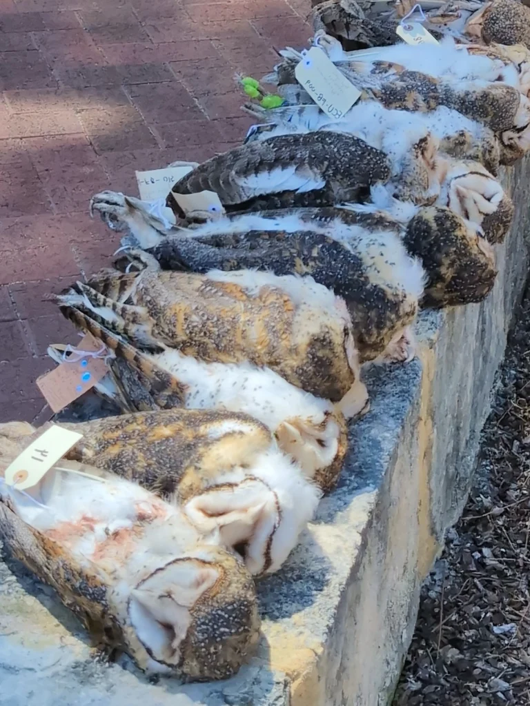 Every Masked Owl in this image died after exposure to rat poisons