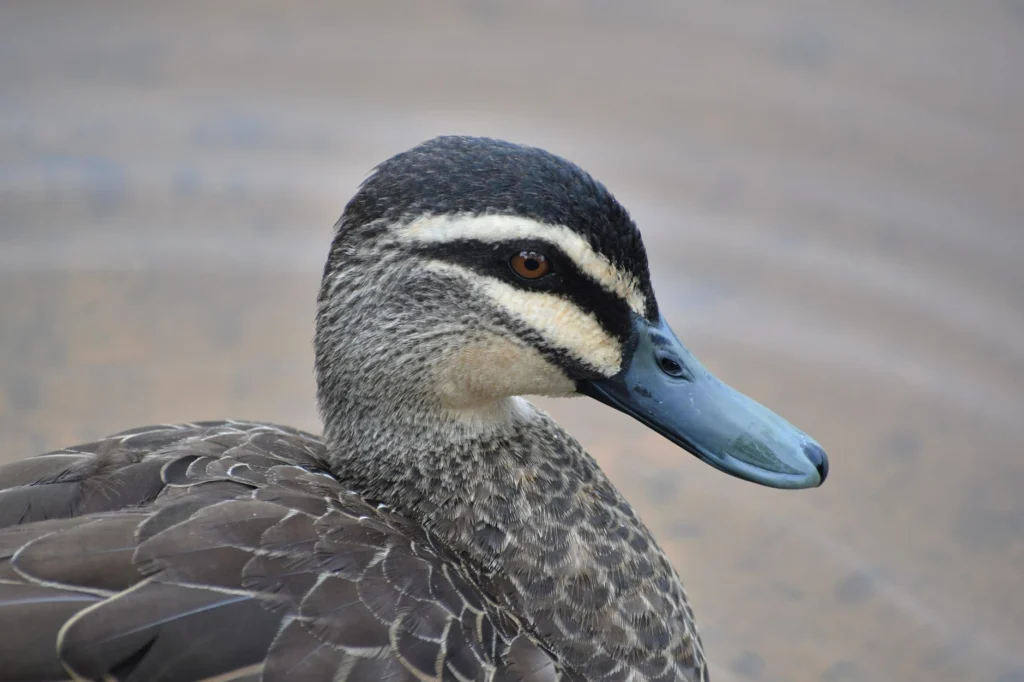 Pacific Black Duck by Ryan Kilgower