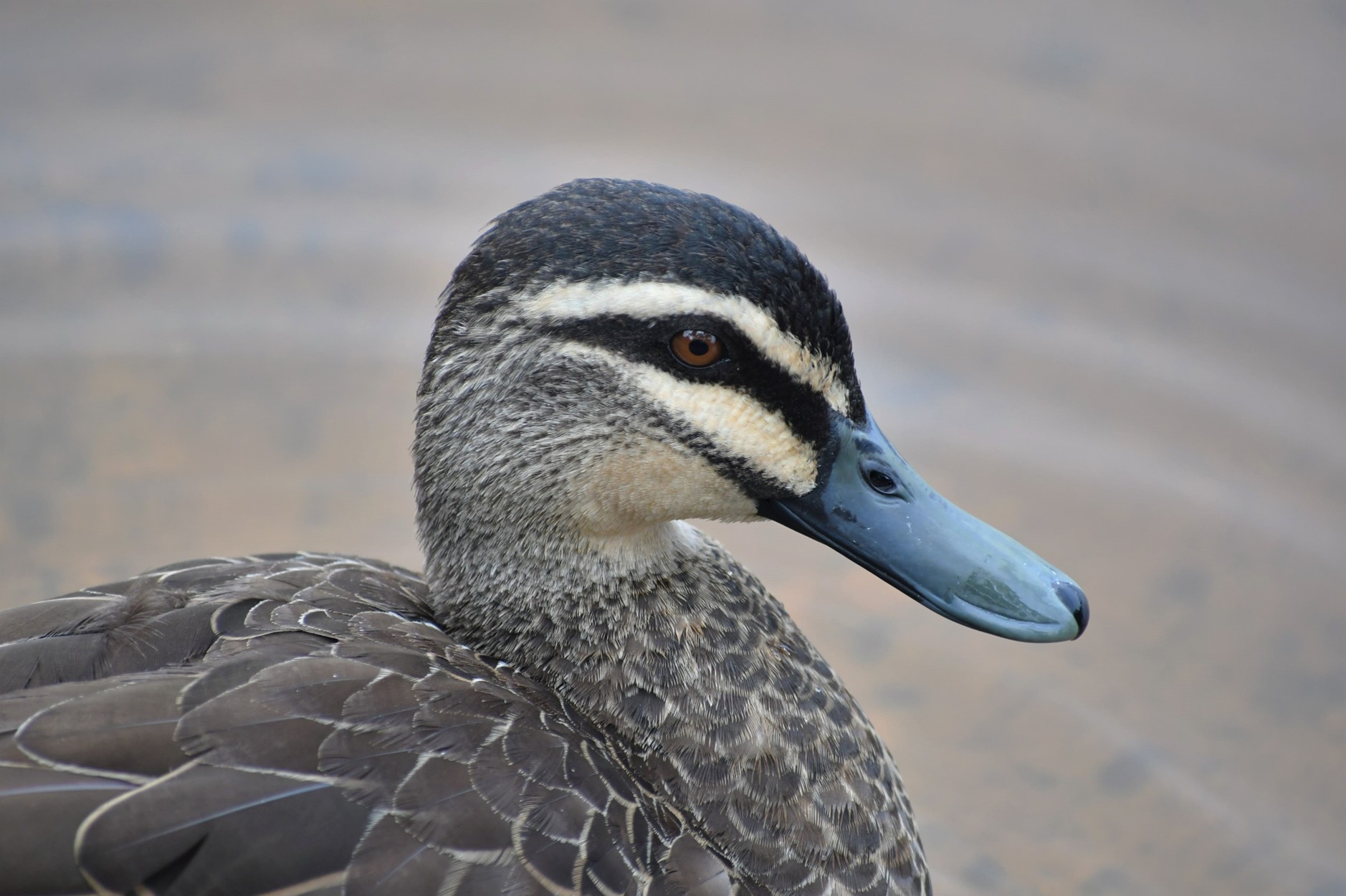 Pacific Black Duck by Ryan Kilgower
