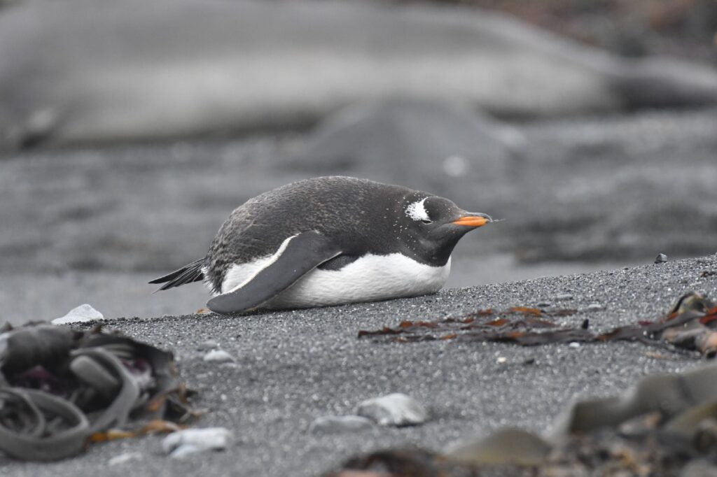 Gentoo Penguin on the Subantarctic Islands and Antarctica