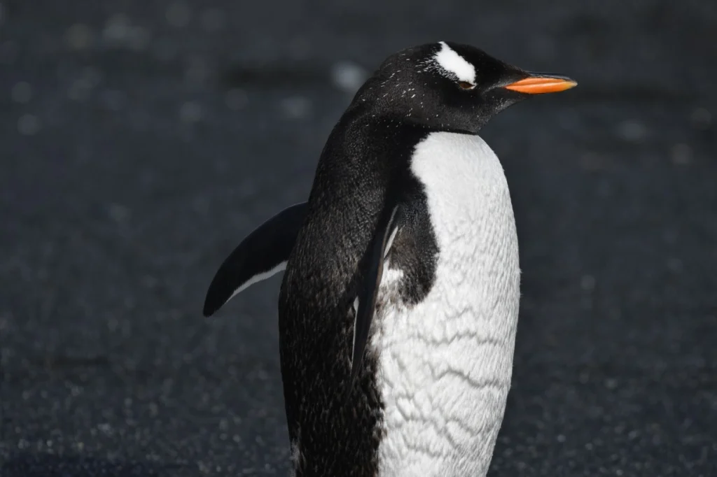 Gentoo Penguin on the Subantarctic Islands and Antarctica