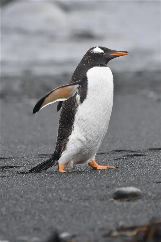 Gentoo Penguin on Antarctica
