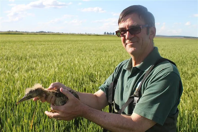Neil Bull with an Australasian Bittern chick