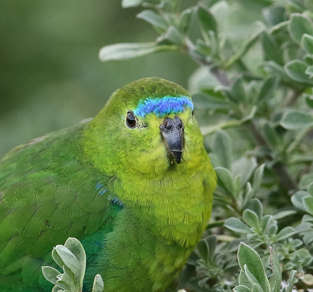 Close up of an Orange-bellied Parrot 