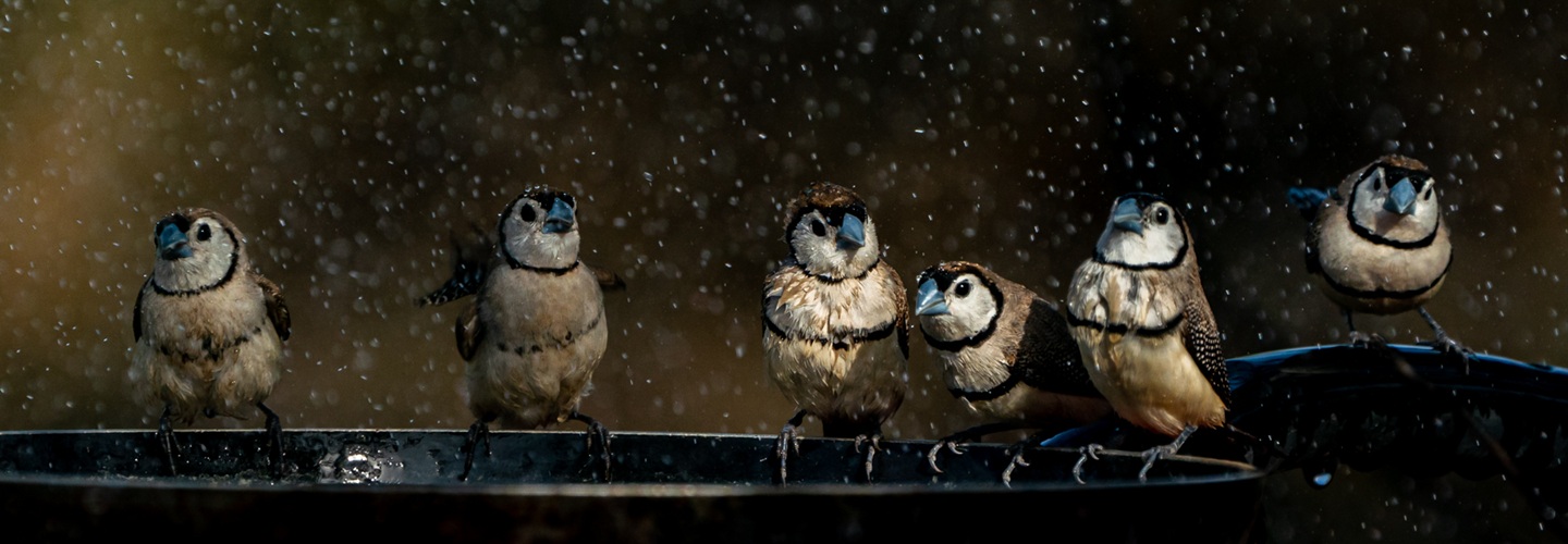 A group of Double-barred Finches shaking off the water