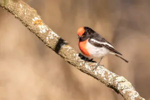 A male Red-capped Robin perched on a branch, surrounded by a soft brown landscape