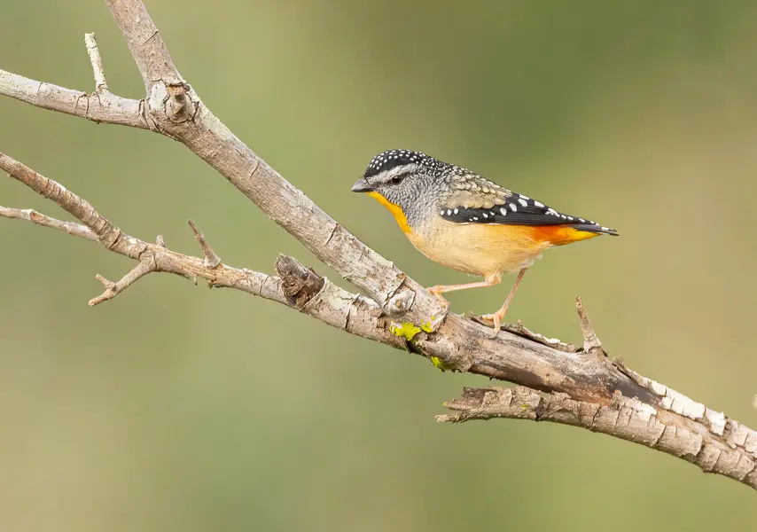 A Spotted Pardalote standing on a thin tree branch, looking left.