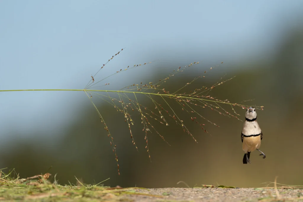 To the right of the frame, a small black and white Double-barred Finch is jumping, mid-air, to feed on the seeds of a piece of grass against a blotched green and blue background. 