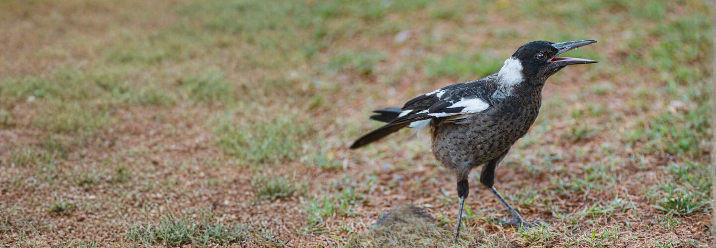 Juvenile Western Magpie standing on grass with beak open mid-call, showing mottled grey-brown plumage and developing black-and-white markings.