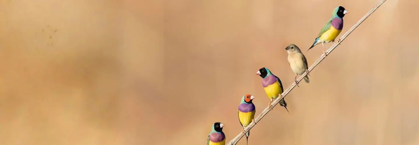 To the right of the frame, one female and four brightly-coloured Gouldian Finch males are perched in various poses along a diagonal stick against a blotchy orange-pink background.