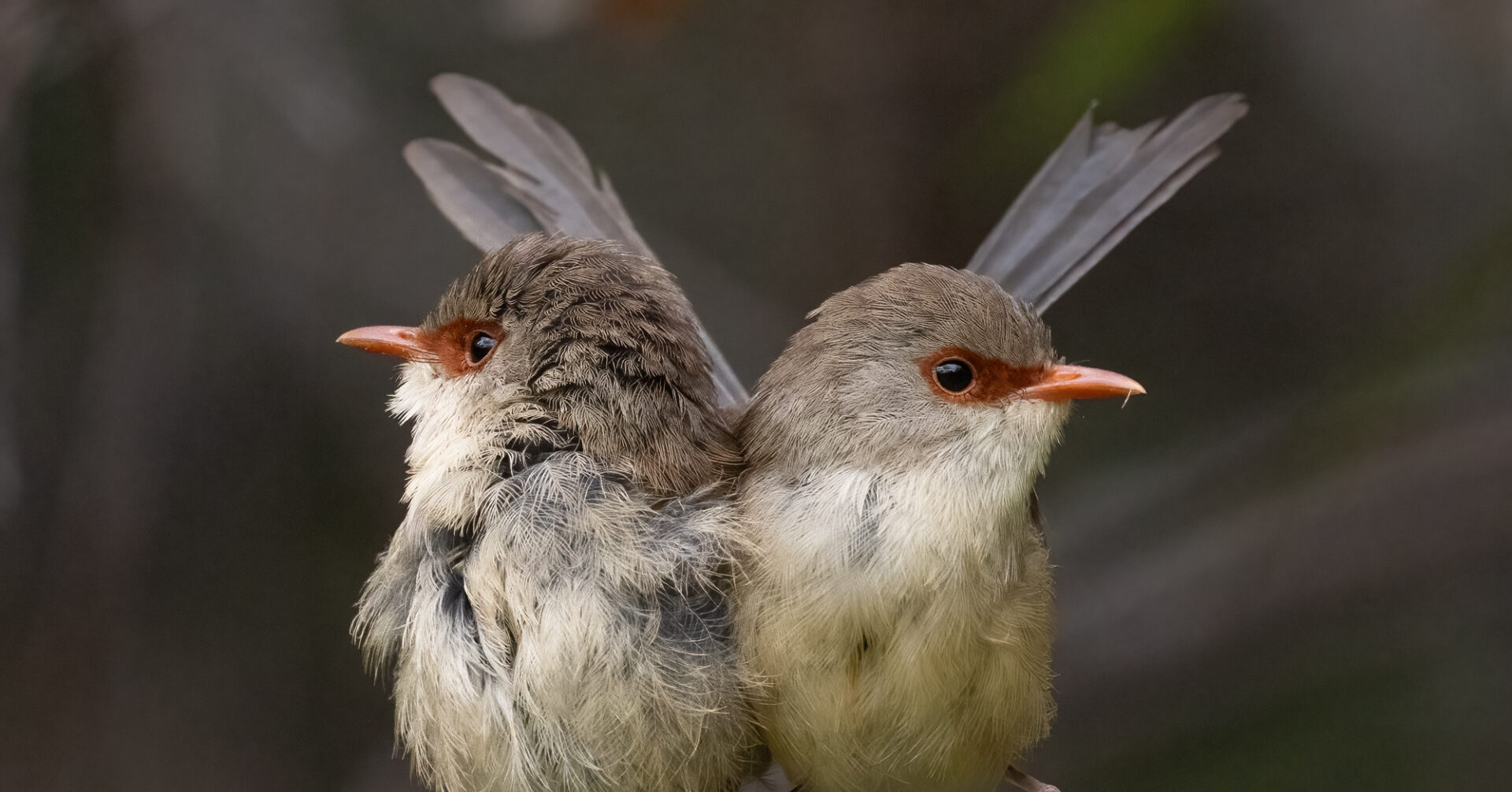 Fairy-wrens