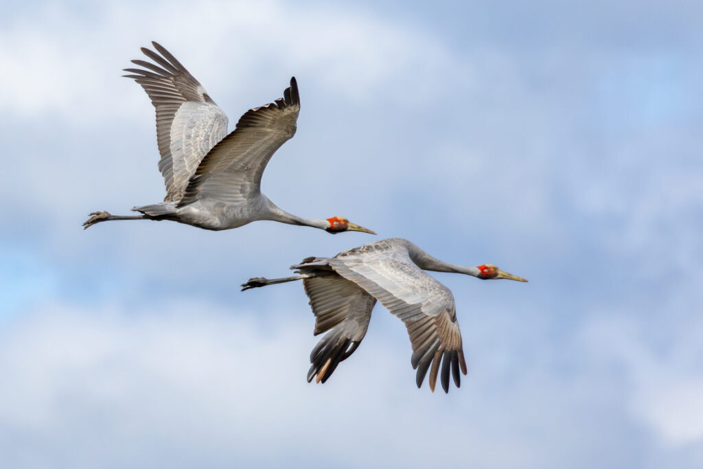 Two Brolgas flying against a cloudy blue sky with wings outstretched.