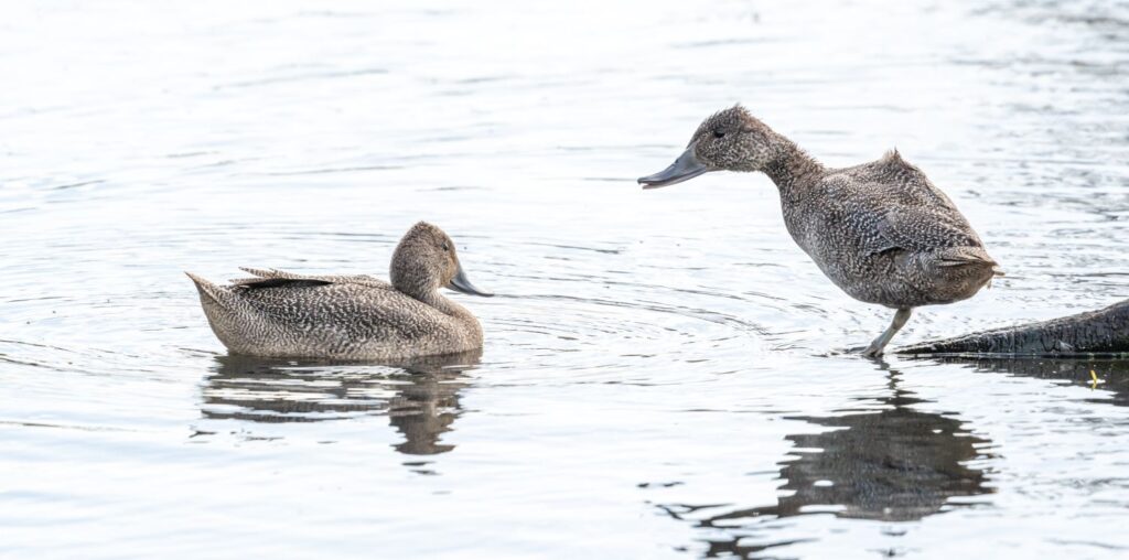Freckled Ducks in water