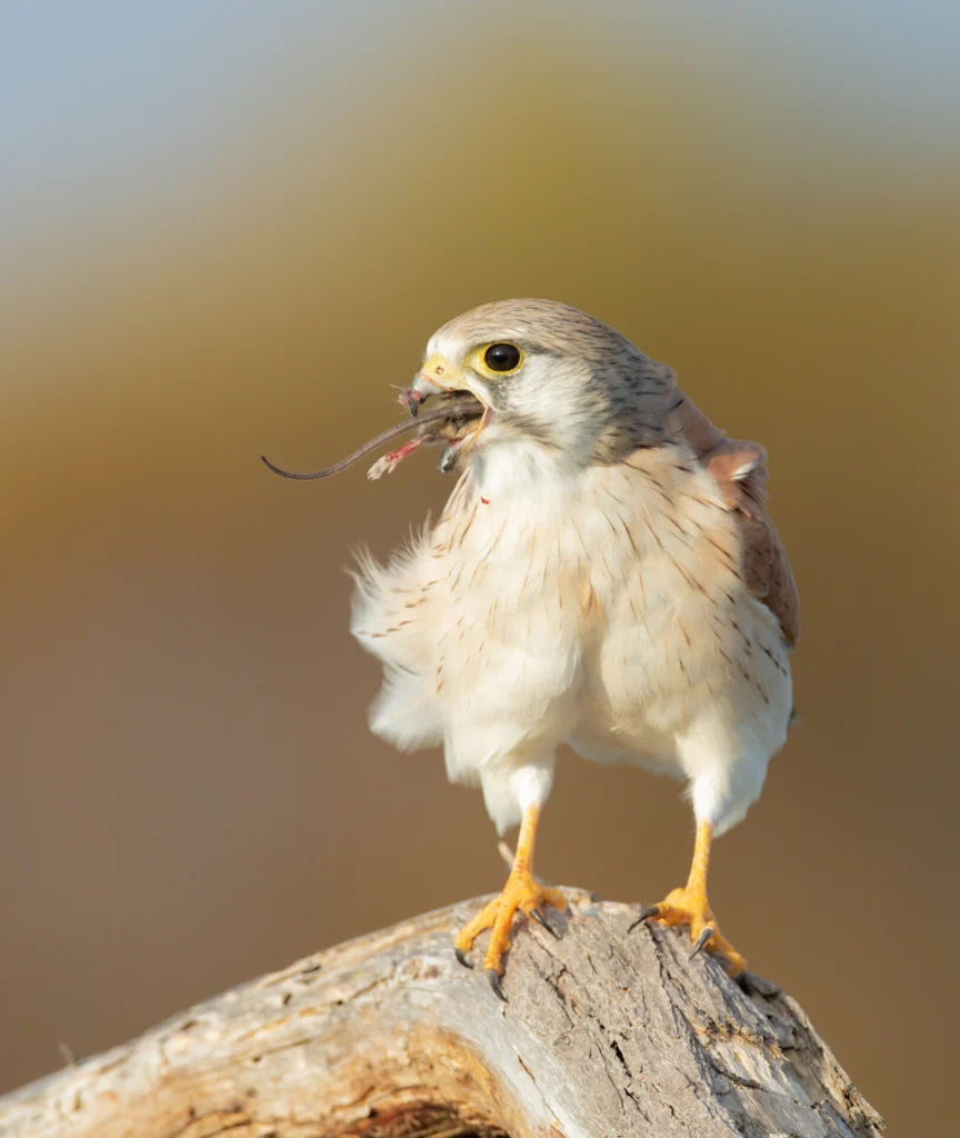 A Nankeen Kestrel is perched on a branch against a blurred green, brown and blue background. It is eating a mouse, and the tail and hind legs are protruding from its beak.