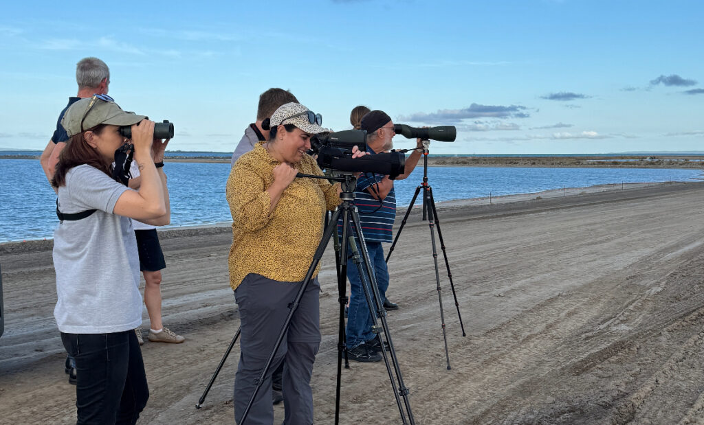 Members of the Far Eastern Curlew Recovery Working Group looking through spotting scopes by the shore.