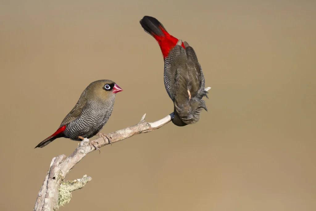 Two Beautiful Firetails perched on a curved branch. On the right, the male hangs upside down, showing his bright red rump in an attempt to impress the female in a courtship display.