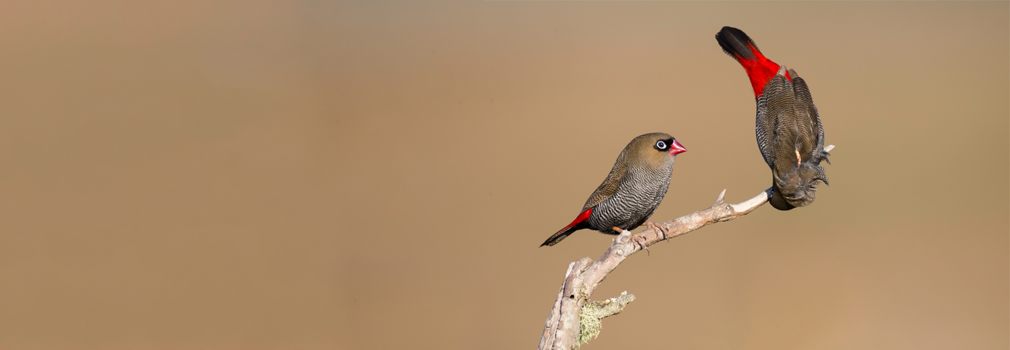 To the right of the frame, two Beautiful Firetails are perched on a curved branch. On the right, the male hangs upside down, showing his bright red rump in an attempt to impress the female in a courtship display.