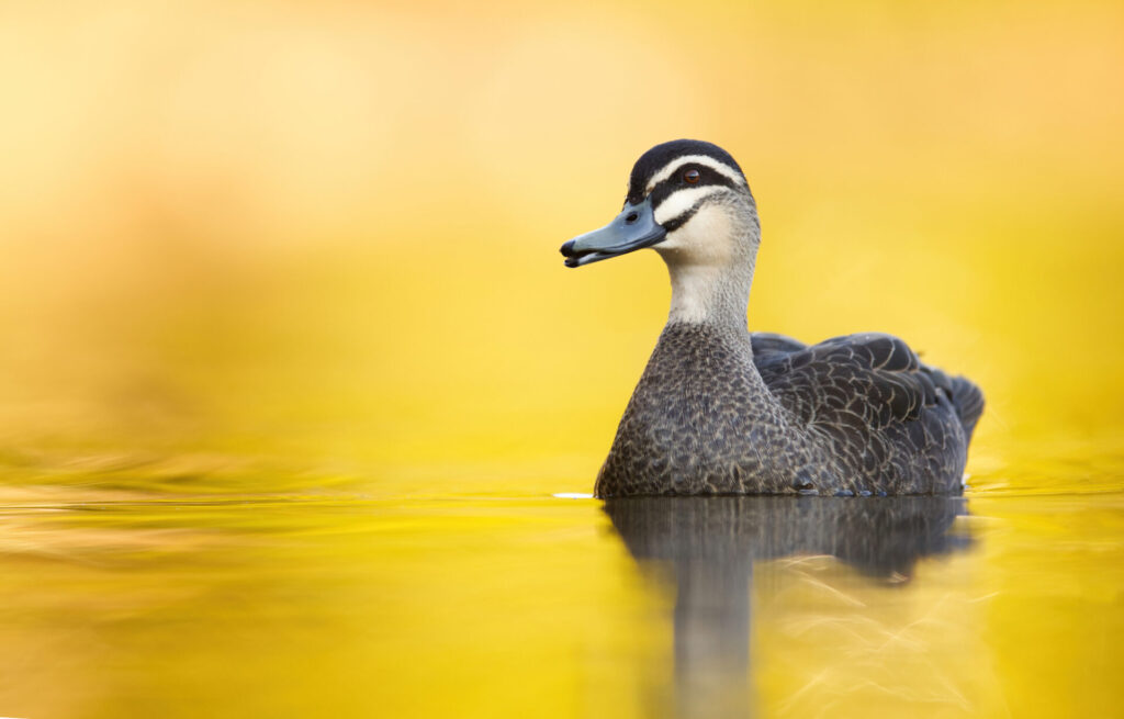 To the right of the frame, a Pacific Black Duck is perched on the water's surface. The sunset makes the water appear golden.